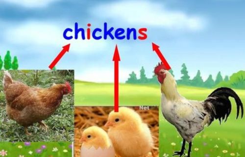 chicken breed used in chick fil a,Understanding the Chicken Breed Used in Chick-fil-A