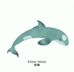 killer whale fact file,Killer Whale Fact File