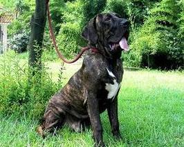 fila brasileiro brazilian mastiff,Understanding the Fila Brasileiro Brazilan Mastiff