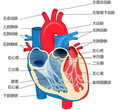 hollowheart file,Hollowheart File: A Comprehensive Overview